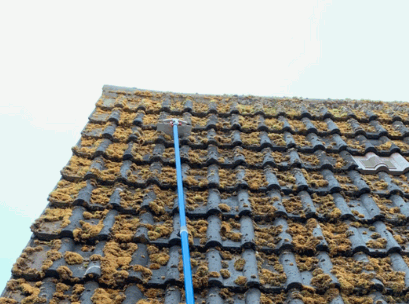 Roof Moss Removal in roof